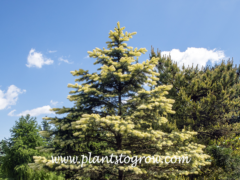 Spring Ghost Blue Spruce (Picea pungens)
